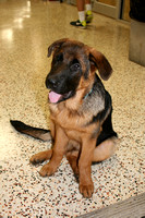 CHS puppy Titus 08-18-16
